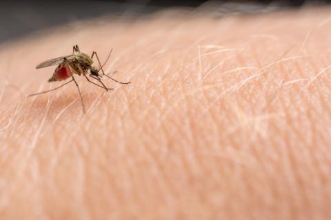 Everything You Need to Know When It Comes to West Nile Virus